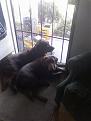 Click image for larger version

Name:	0313081017BUSTA BELLA.jpg
Views:	313
Size:	20.7 KB
ID:	333062
