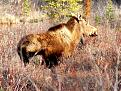 Click image for larger version

Name:	moose yk.jpg
Views:	660
Size:	119.9 KB
ID:	337075