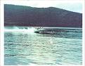 Click image for larger version

Name:	cruiser 002.jpg
Views:	267
Size:	49.3 KB
ID:	339739