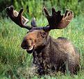 Click image for larger version

Name:	moose.JPG
Views:	472
Size:	48.8 KB
ID:	341154