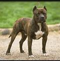 Click image for larger version

Name:	pit_bull.jpg
Views:	200
Size:	30.4 KB
ID:	342128