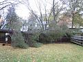 Click image for larger version

Name:	tree down 3.jpg
Views:	257
Size:	76.8 KB
ID:	349025